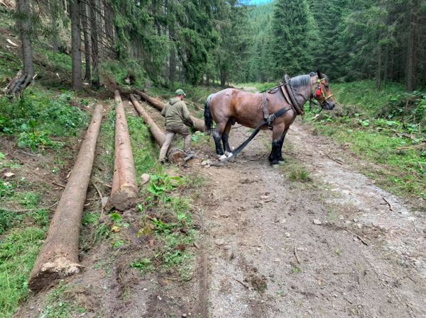 Využ&iacute;vanie kon&iacute; pri spracovan&iacute; kalamity
