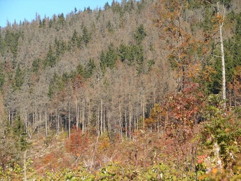 Víchrica v Tatrách opäť lámala stromy