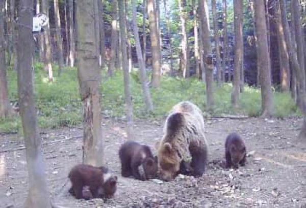 Ilustračn&eacute; foto: FB str&aacute;nka Medvede na Slovensku 