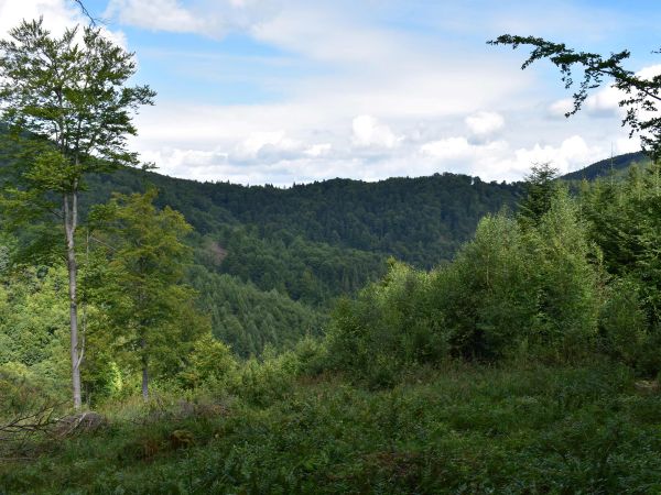 Zodpovedne obhospodarované lesy v lokalite Salamandria pri Hertníku