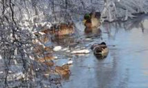 Cez víkend rátame vtáky