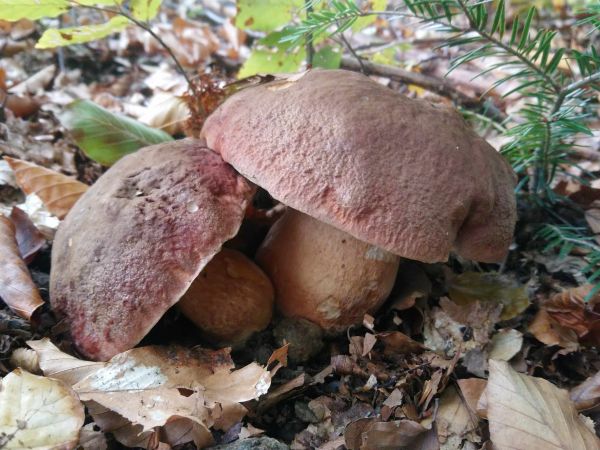 Ilustračné foto: archív Lesmedium.sk 