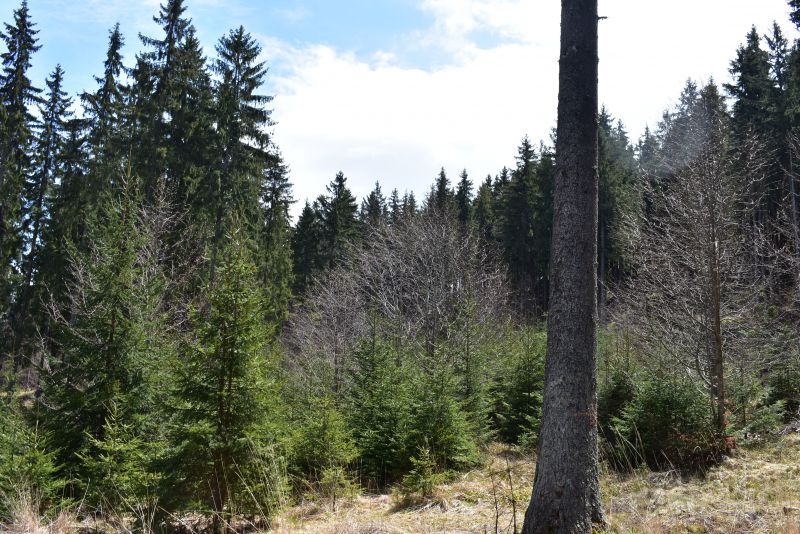 Lesníci úspešne obnovujú lesy na Slovensku 