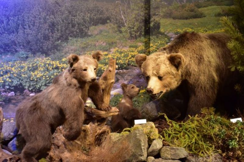 Expozícia medveďov hnedých v Múzeu TANAP-u
