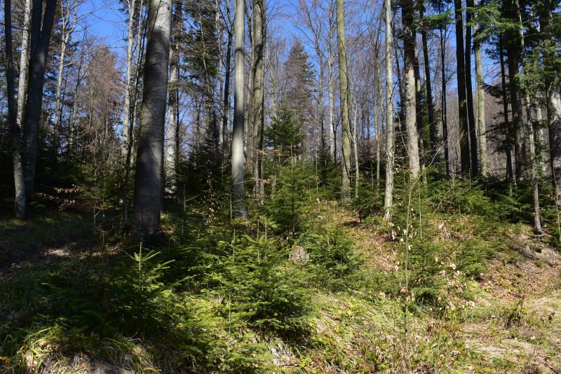 Lesné porasty v LPM Ulič
