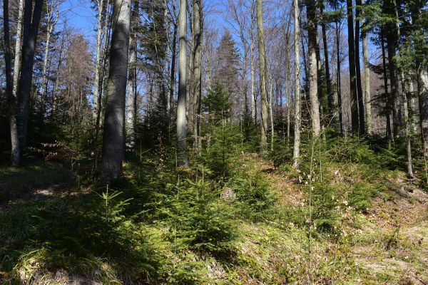 Lesné porasty v LPM Ulič