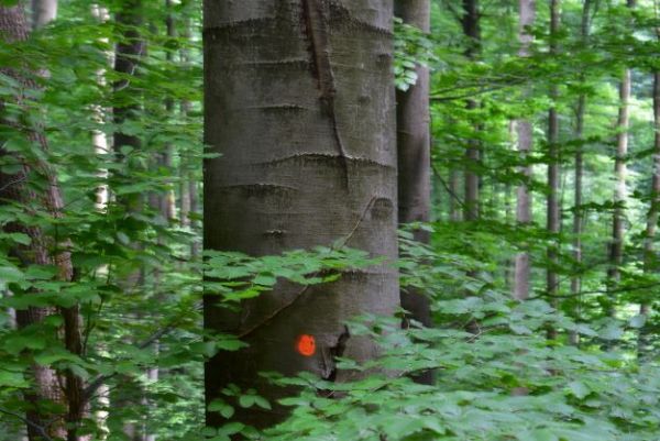 Vyznačen&aacute; obnovn&aacute; ťažba na rubne zrelom buku 