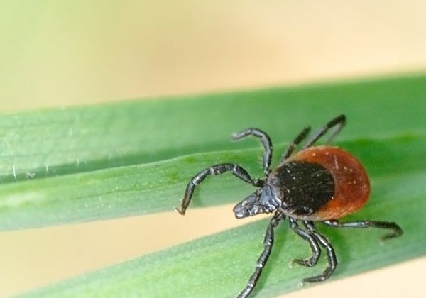 Sez&oacute;na klie&scaron;ťov sa začala. Nepustite si ich k telu!