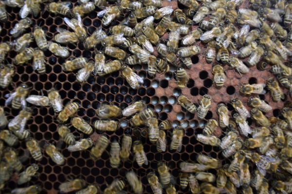 Ilustračn&eacute; foto: arch&iacute;v Lesmedium.sk 