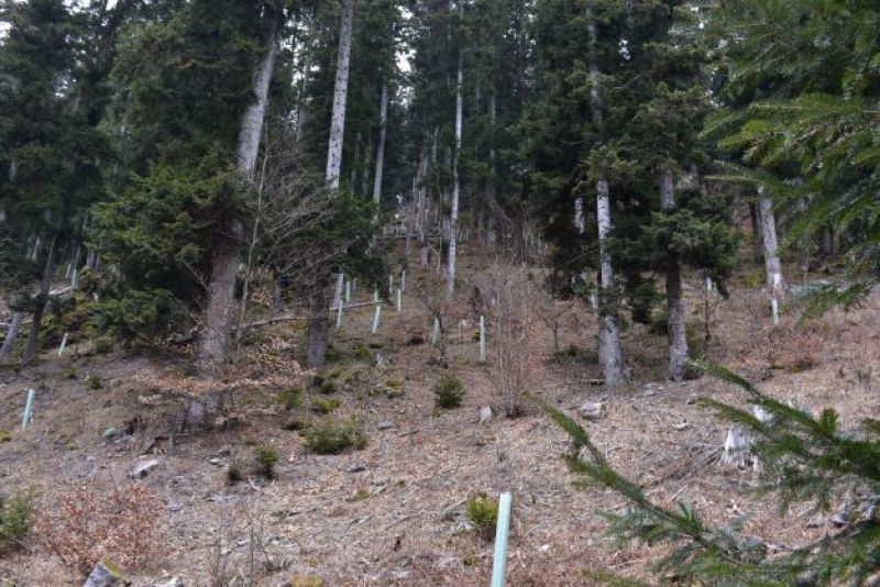 Ochrana sadeníc buka v plastových tubusoch 