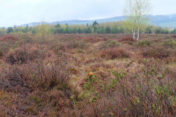 Klinsk&eacute; ra&scaron;elinisko 