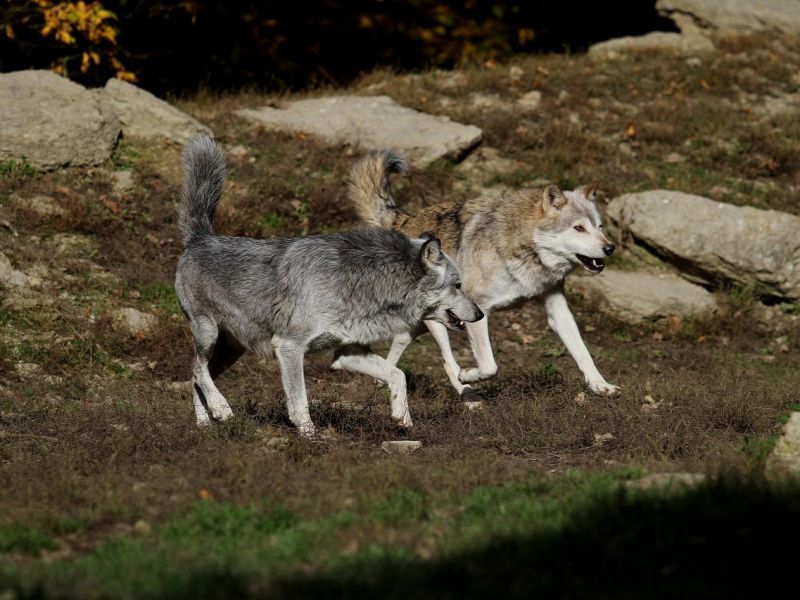 Ilustračné foto: Pixabay.com 