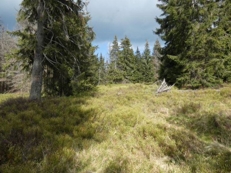 Ilustračné foto Ing. Marek Nosko