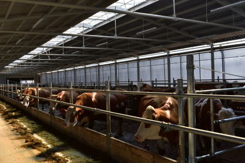 Chov hovädzieho dobytka v LPM Ulič