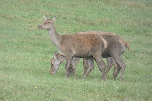 Ilustračn&eacute; foto: arch&iacute;v Lesmedium.sk 