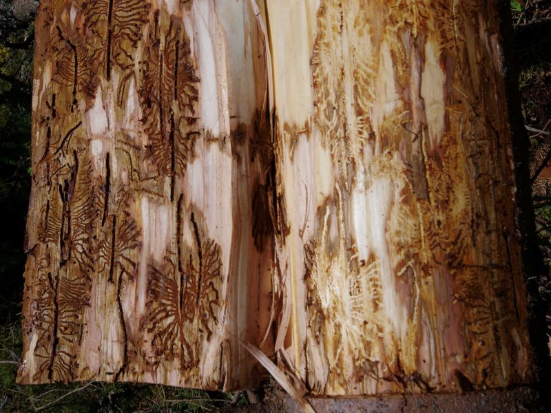 Podk&ocirc;rnikmi napadnut&eacute; stromy 