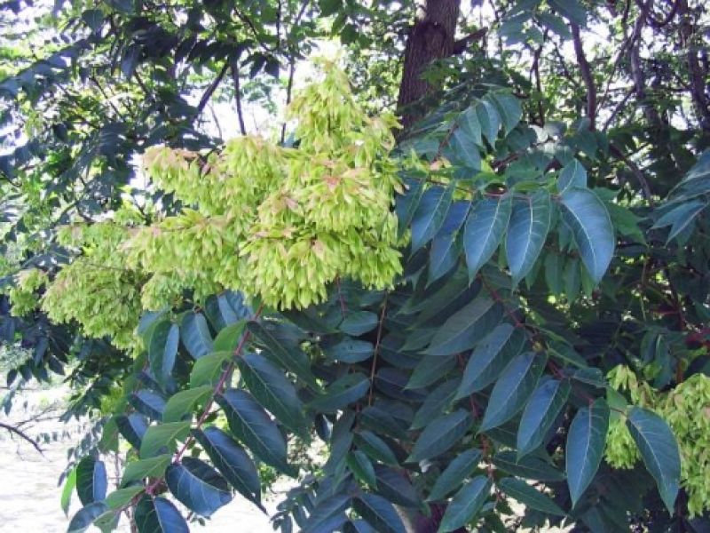 Pajaseň žliazkatý