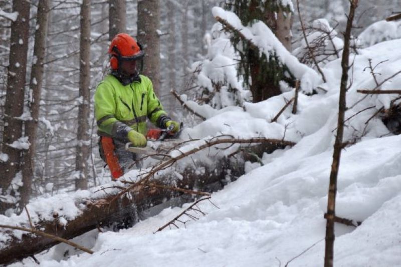 Náročná práca lesných robotníkov v lese
