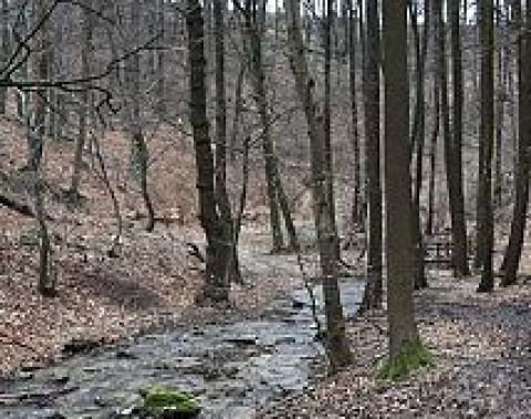 Chcú posilniť mimoprodukčné funkcie lesa pri Bratislave