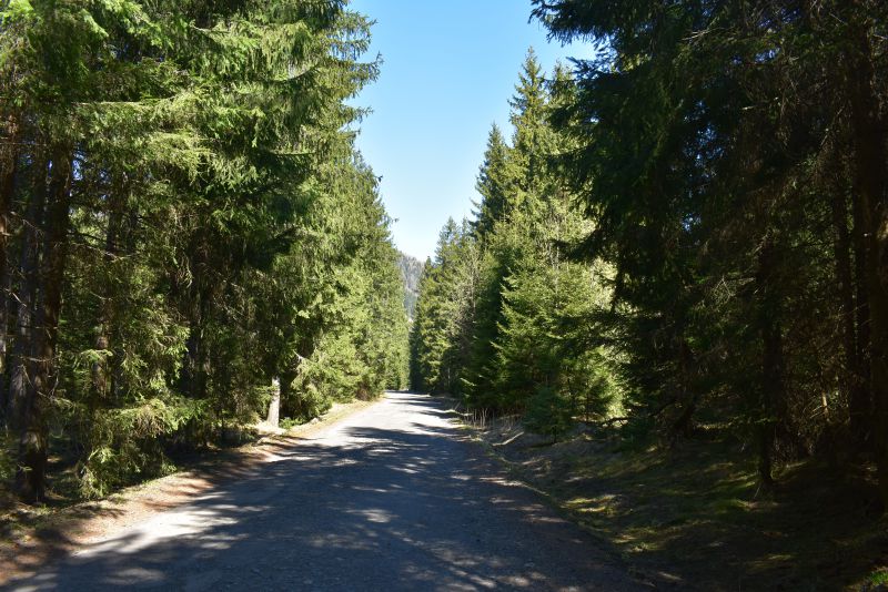 Cesta súkromnými lesmi na Liptove