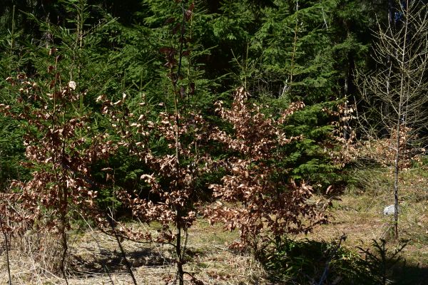 Vn&aacute;&scaron;anie buka na obnovn&eacute; plochy po roztr&uacute;senej kalamite so smrekovcom a smrekom 