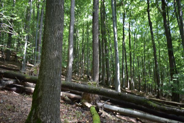 Ilustračn&eacute; foto Jozef Marko