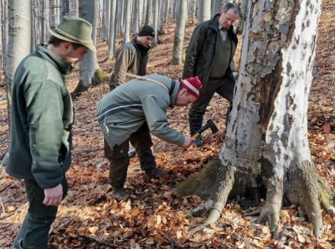 Skúmanie napadnutia bučín na LPM Ulič lykožrútom bukovým pracovníkmi Lesníckej ochranárskej služby a miestnymi lesníkmi 