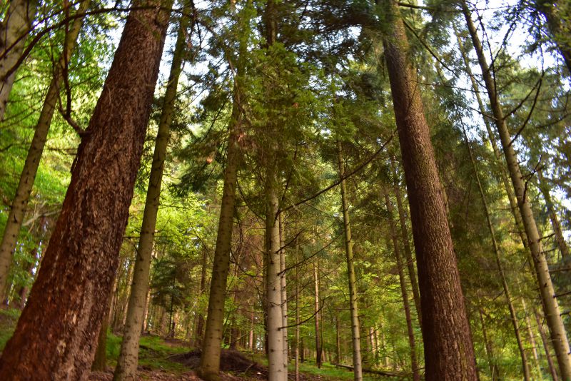 V popredí krásne duglasky v Gelnických lesoch 