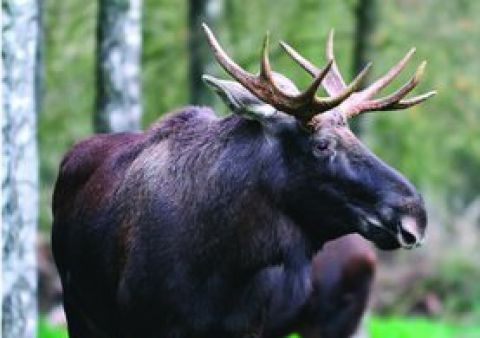 Losy prispejú k zachovaniu mokradí