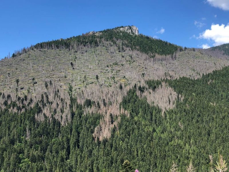 Hospodárske lesy pod Národnou prírodnou rezerváciou Mních, v ktorých ochranári zakázali urbárnikom z Bobrovca spracovať kalamitu