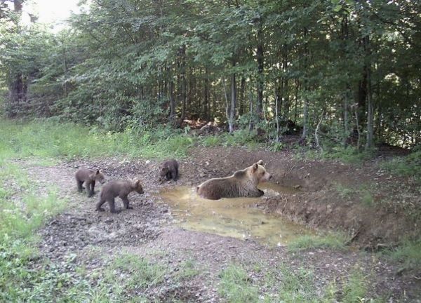 Ilustračn&eacute; foto: arch&iacute;v LES a Letokruhy 