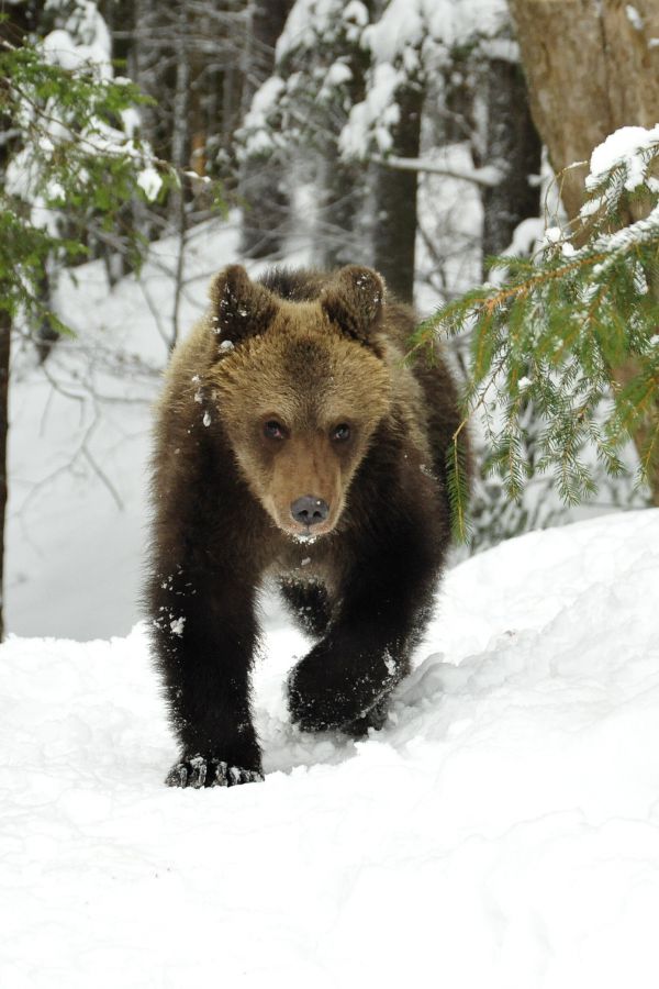 Ilustračn&eacute; foto: arch&iacute;v Lesmedium.sk