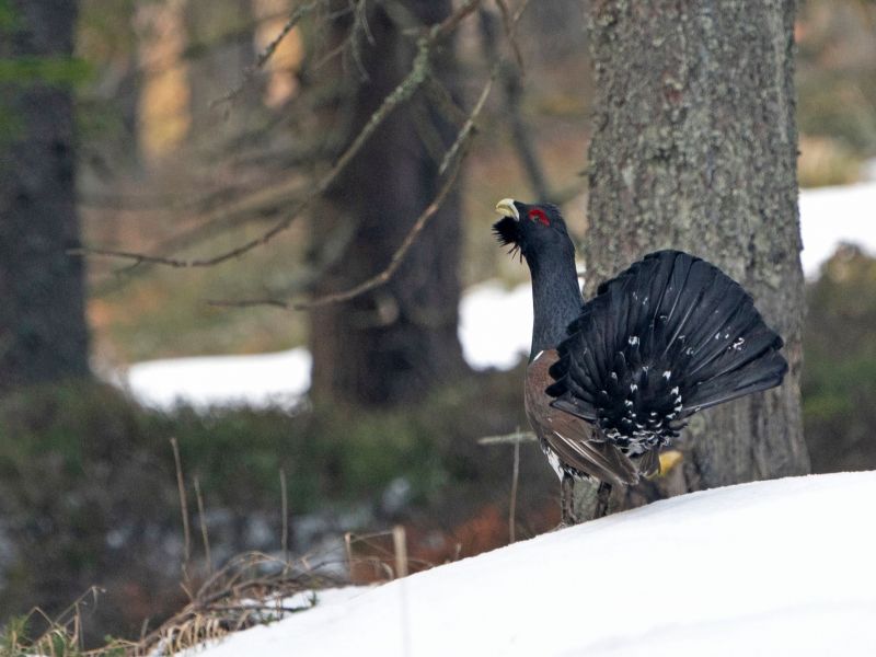 Hluch&aacute;ň h&ocirc;rny 