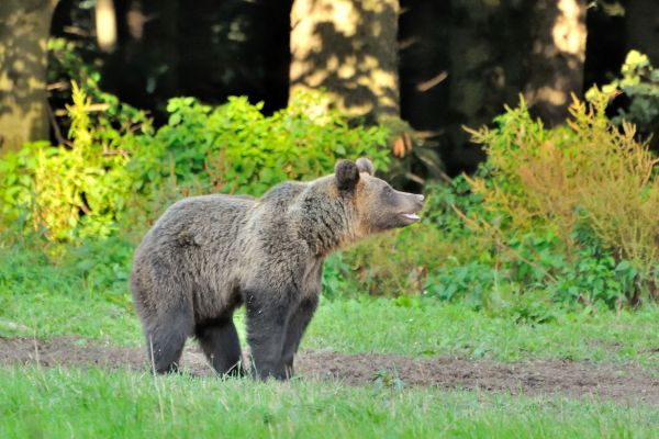 Ilustračn&eacute; foto: Jaroslav Sla&scaron;ťan, &Scaron;OP SR 