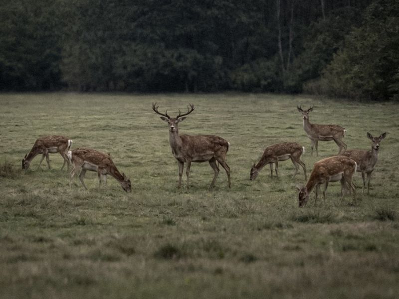 Zdroj: Internetov&aacute; str&aacute;nka MPaRV SR 