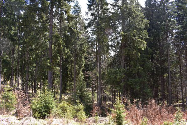 Ilustračn&eacute; foto Jozef Marko