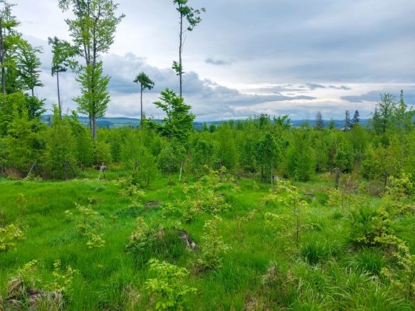 Zdroj: Internetová stránka Lesy ČR