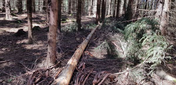 Uk&aacute;žka boja s podk&ocirc;rnikom  v lesn&yacute;ch porastoch v Nemecku 