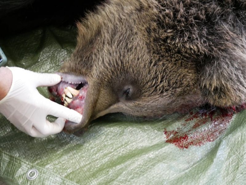 Ochranármi eutanazovaný medveď  