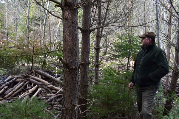 Ing. Franti&scaron;ek Pisarč&iacute;k v lokalite s bobr&iacute;mi hr&aacute;dzami pri osade Tatransk&aacute; Kotlina 