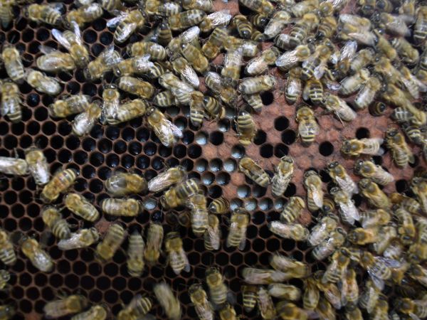 Ilustračné foto: Jozef Marko 