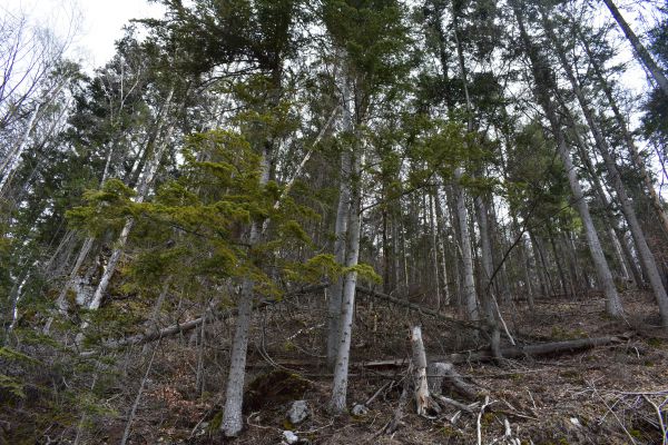 Ilustračn&eacute; foto Jozef Marko