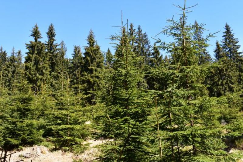 Ilustračné foto Jozef Marko