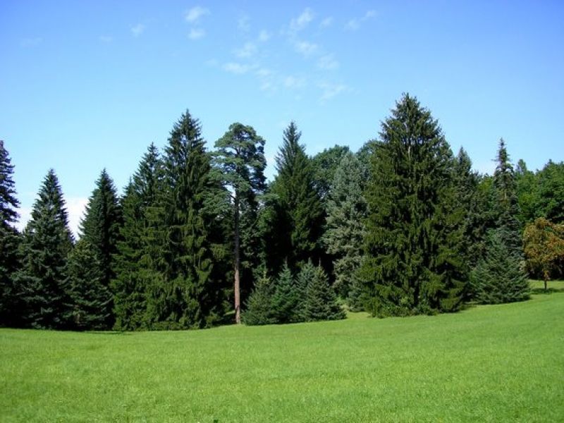 Ilustračné foto: FB stránka Arborétum Řícmanice