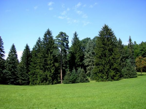 Ilustračné foto: FB stránka Arborétum Řícmanice