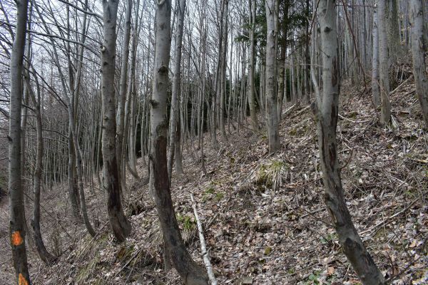 &Scaron;kody sp&ocirc;soben&eacute; zverou na mladom poraste lipy 