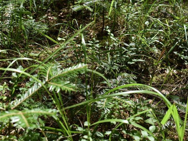 Prirodzené zmladenie jedle bielej 