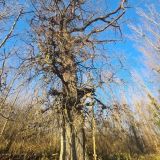 O tomto dube p&iacute;&scaron;e Lenka Matejdesov&aacute; v statuse na soci&aacute;lnej sieti 