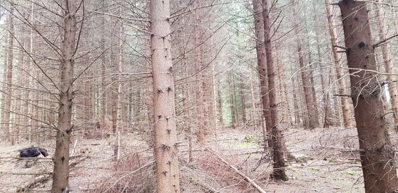 Ilustračné foto Róbert Gombárik