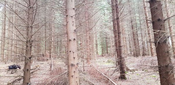 Ilustračné foto Róbert Gombárik